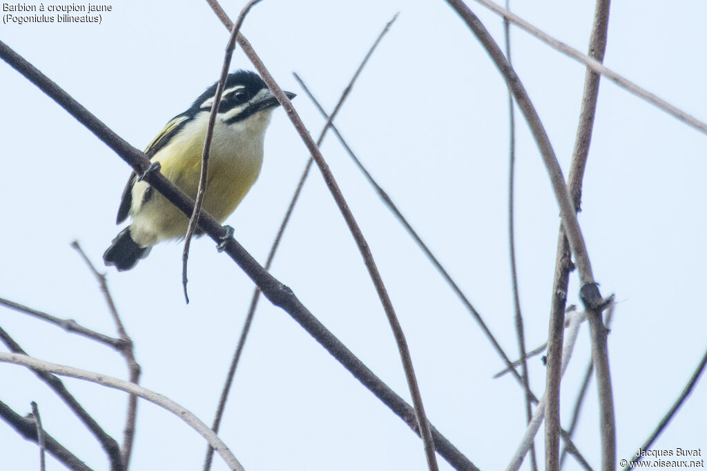 Yellow-rumped Tinkerbirdadult