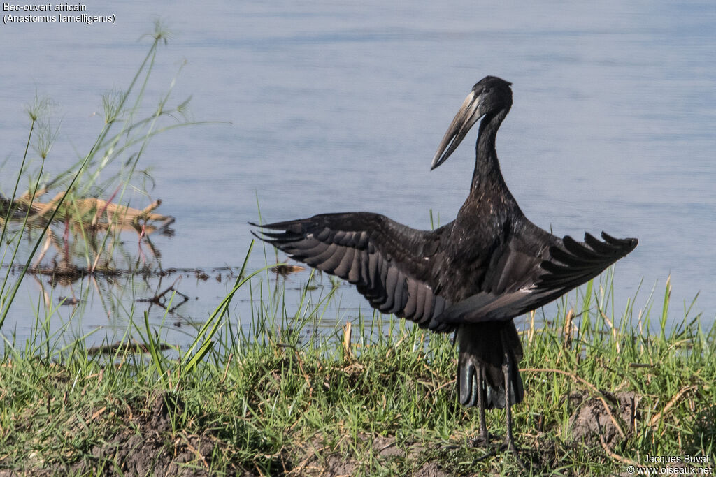 African Openbilladult breeding, close-up portrait, Behaviour