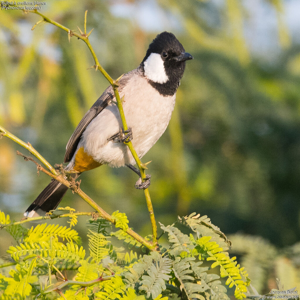 Bulbul à oreillons blancsadulte, identification, composition, pigmentation