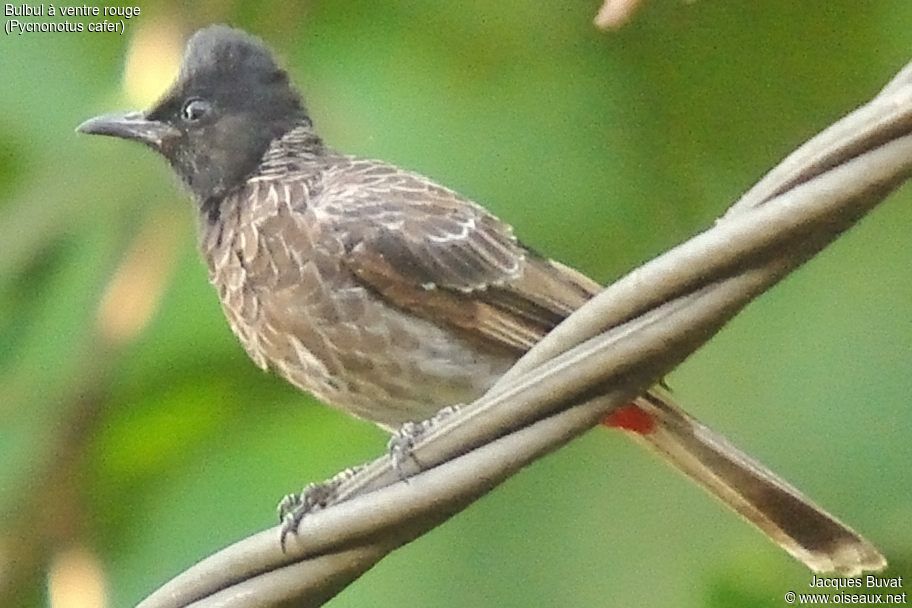 Red-vented Bulbuladult