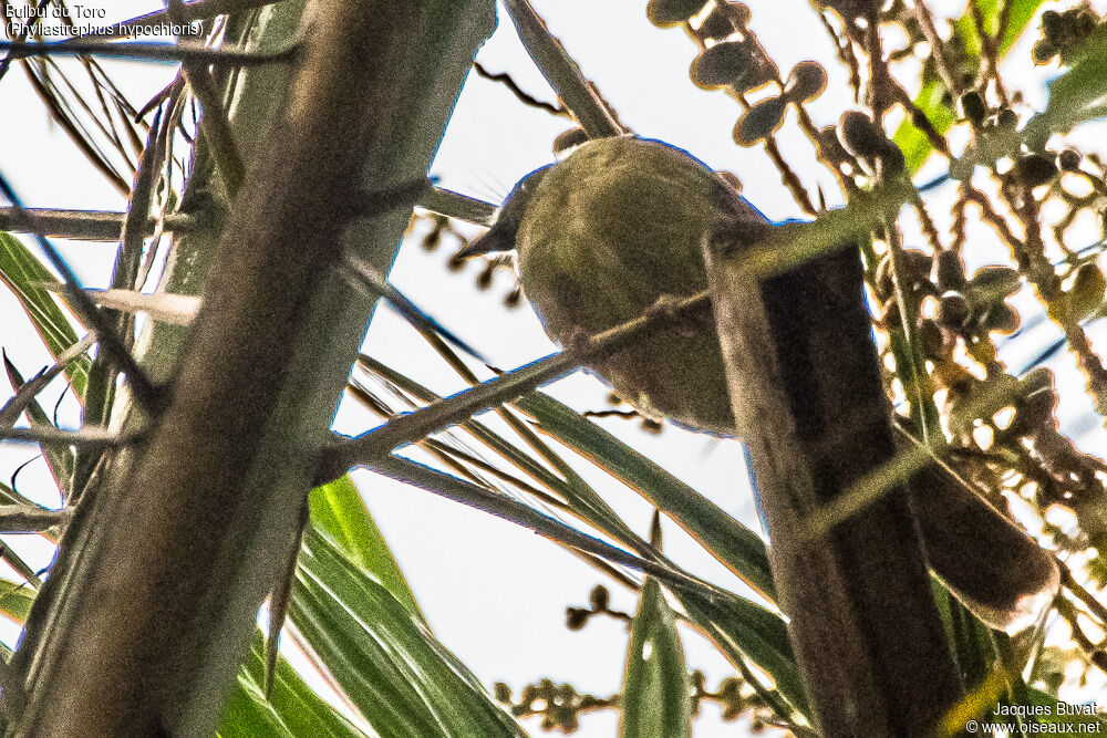 Bulbul du Toroadulte