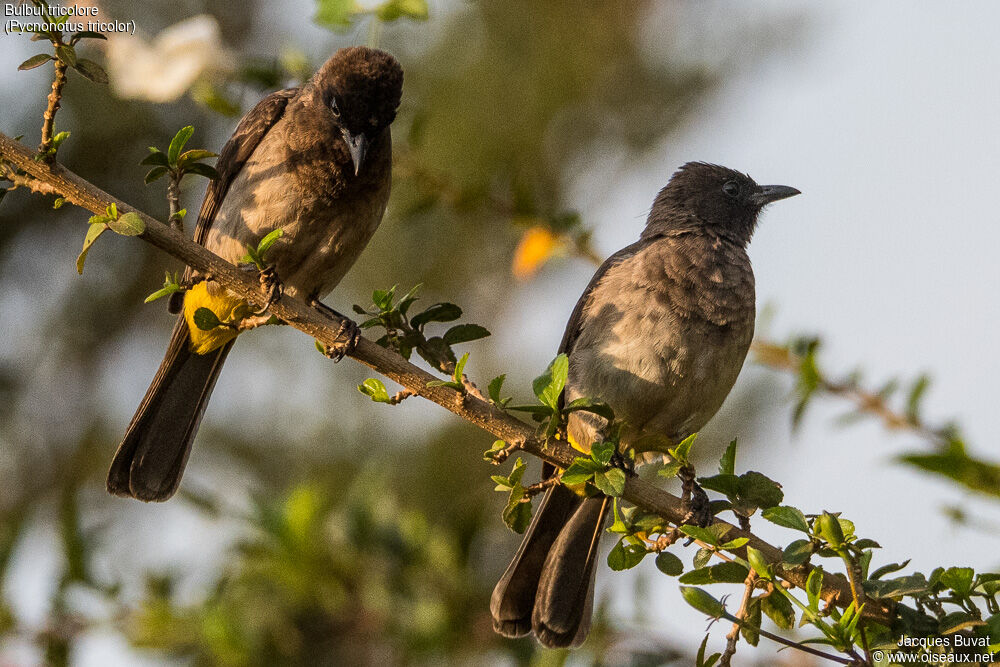 Dark-capped Bulbuladult