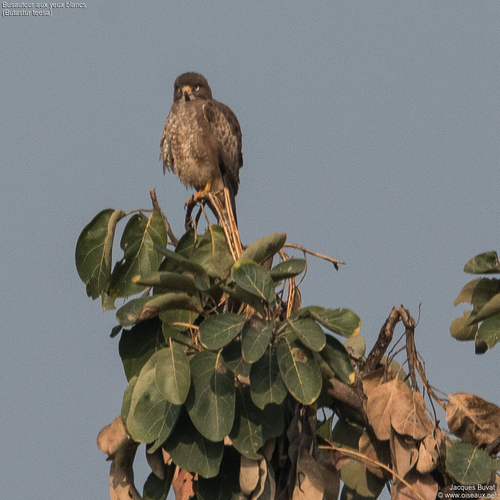 White-eyed Buzzardadult, identification, aspect, pigmentation