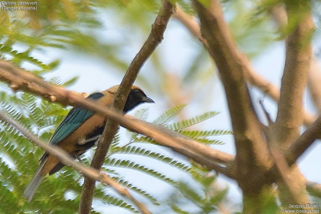 Burnished-buff Tanageradult