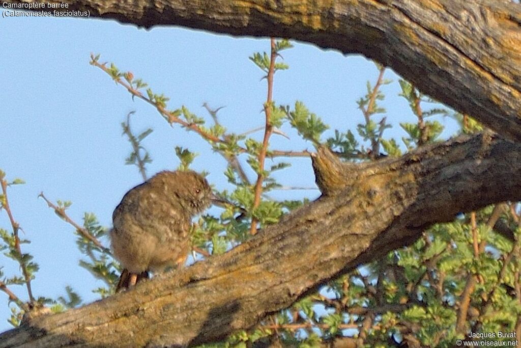 Barred Wren-Warbleradult