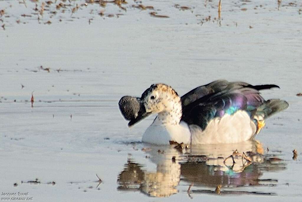 Knob-billed Duck male adult breeding, pigmentation