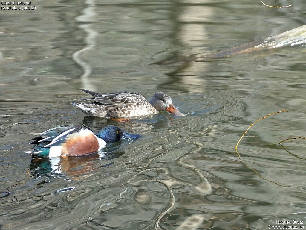 Canard souchetadulte nuptial, habitat, composition, pigmentation, nage, pêche/chasse, mange