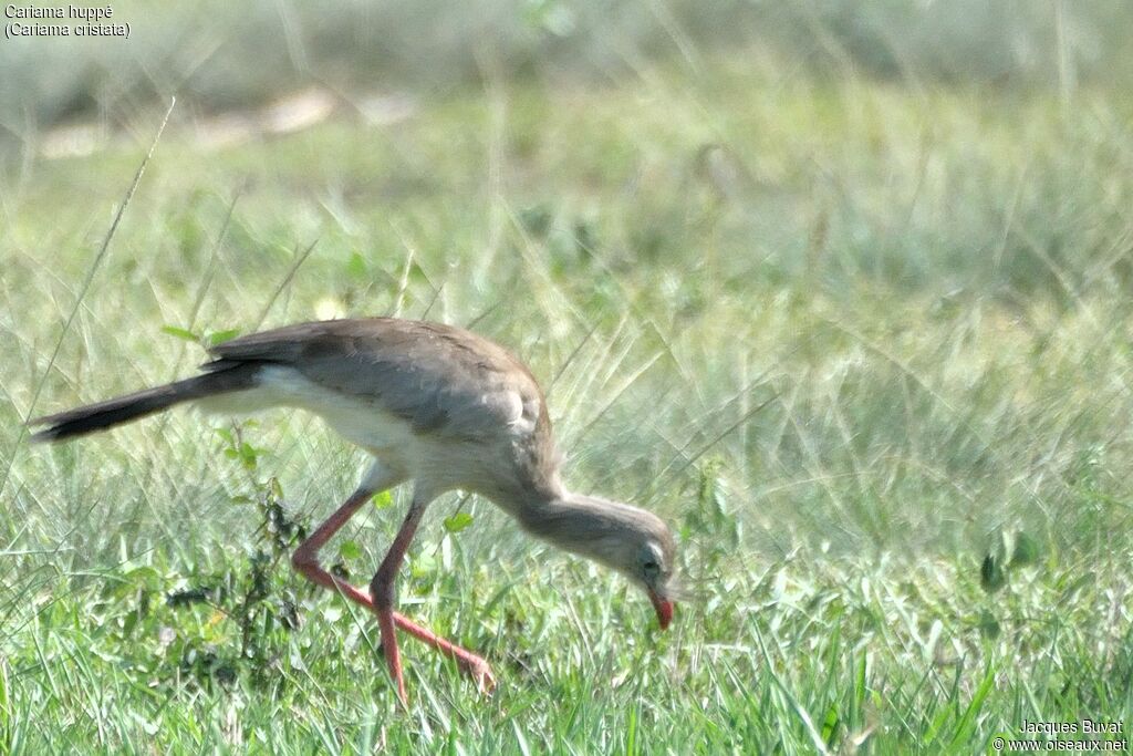Red-legged Seriemaadult