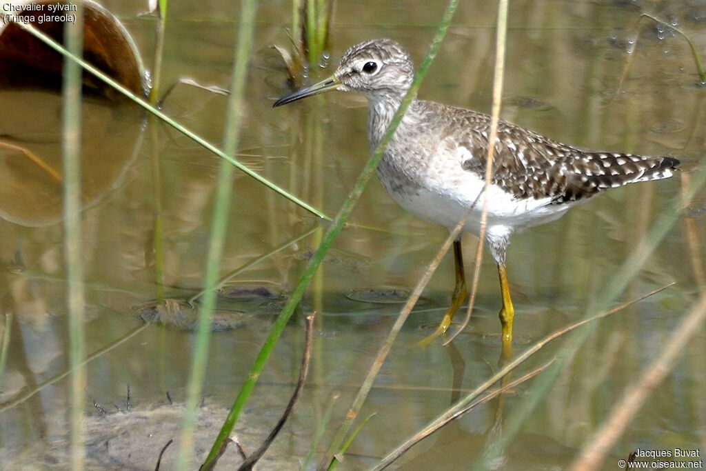 Wood Sandpiperadult breeding
