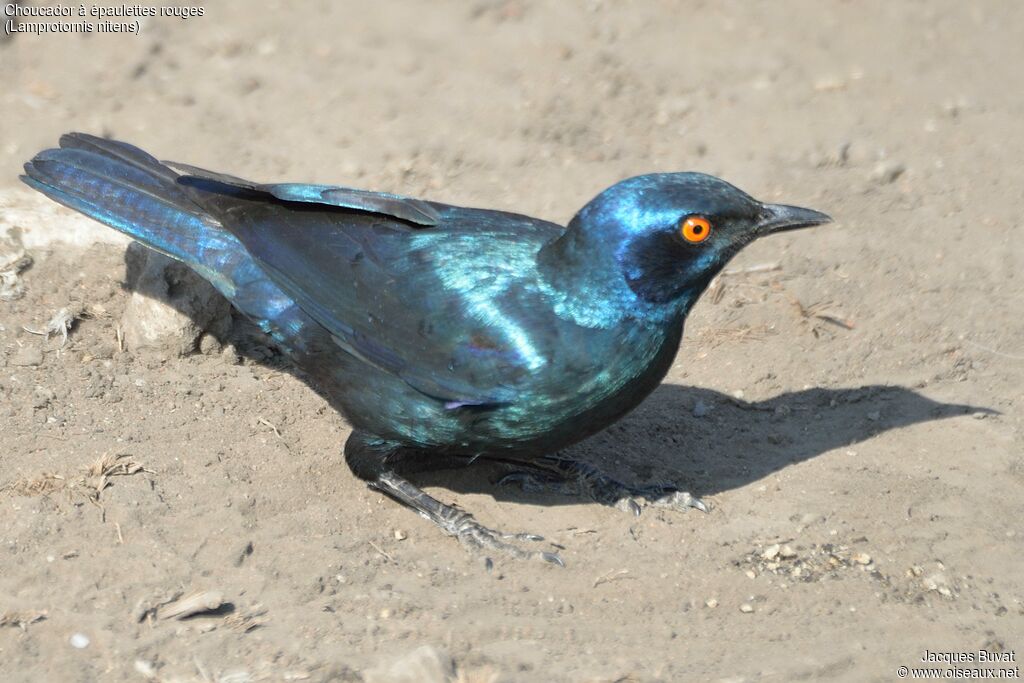 Cape Starlingadult
