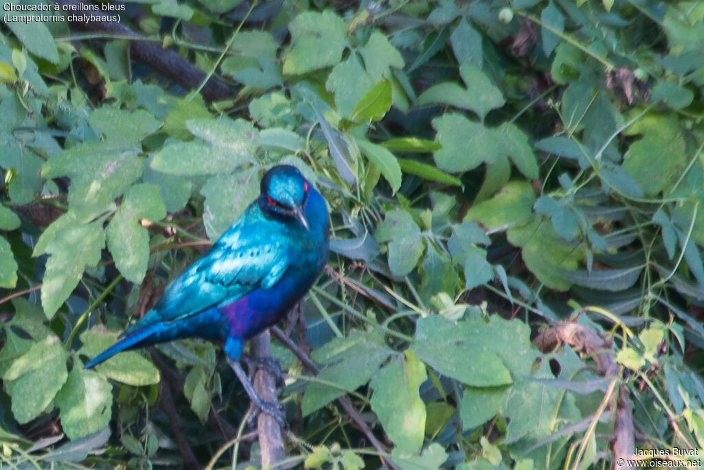 Greater Blue-eared Starlingadult, identification, close-up portrait, aspect, pigmentation