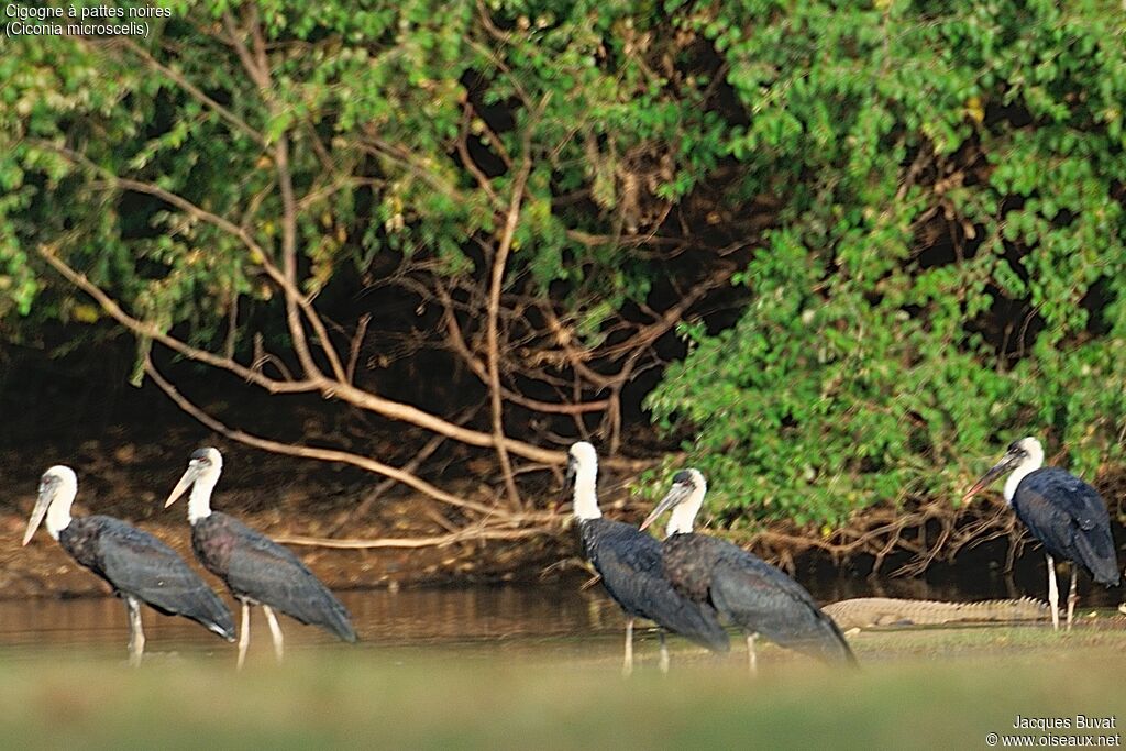 Cigogne à pattes noiresadulte nuptial