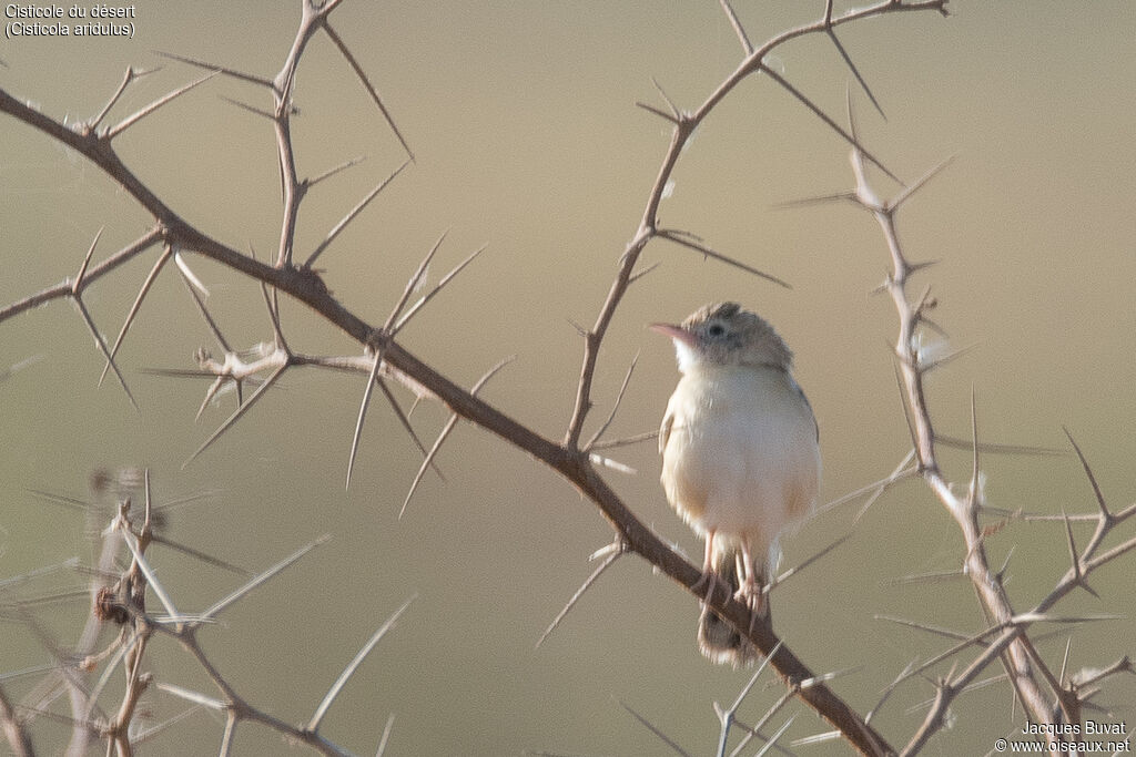 Desert Cisticolaadult, identification, aspect, pigmentation