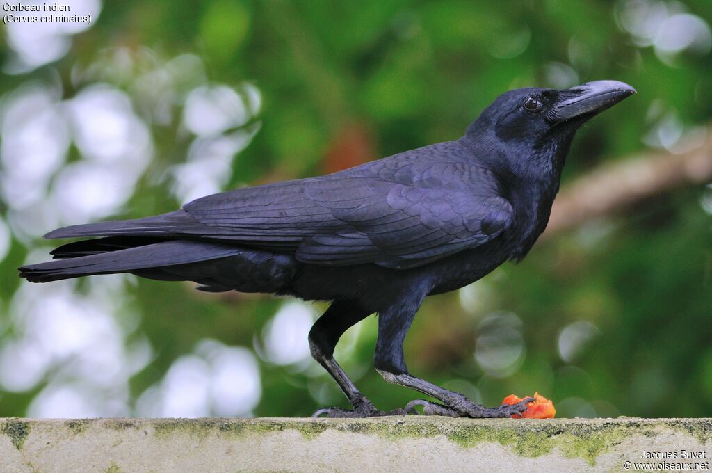 Corbeau indienadulte