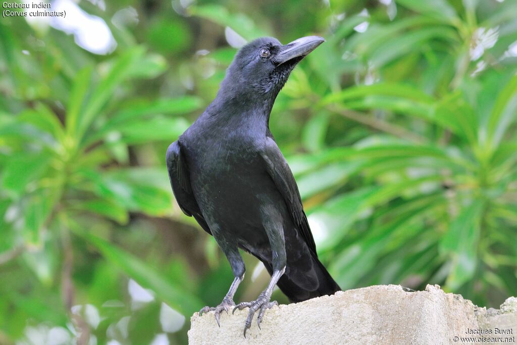 Indian Jungle Crowadult
