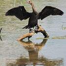 Cormoran à cou brun