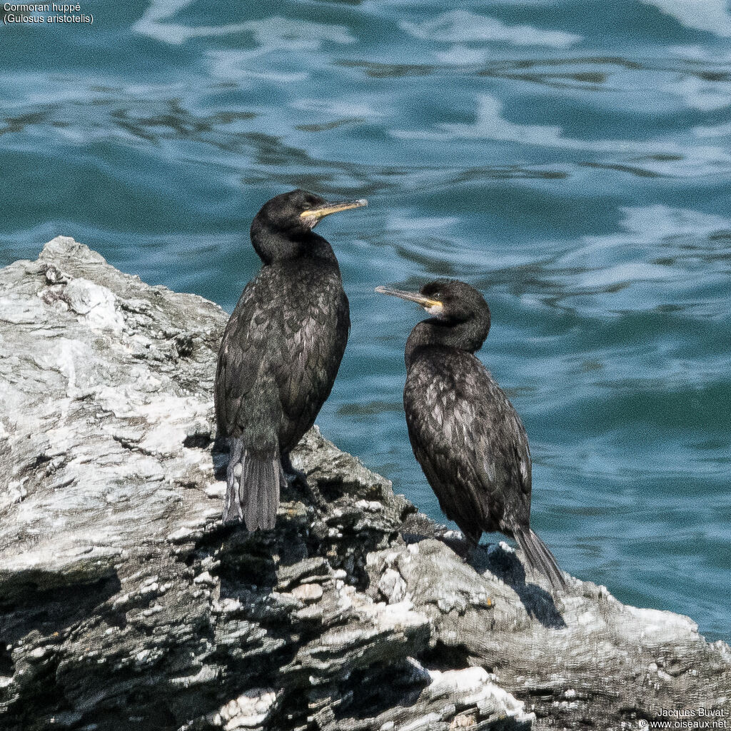 Cormoran huppéadulte internuptial, habitat, composition, pigmentation
