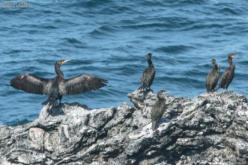 Cormoran huppéadulte internuptial, habitat, composition, pigmentation