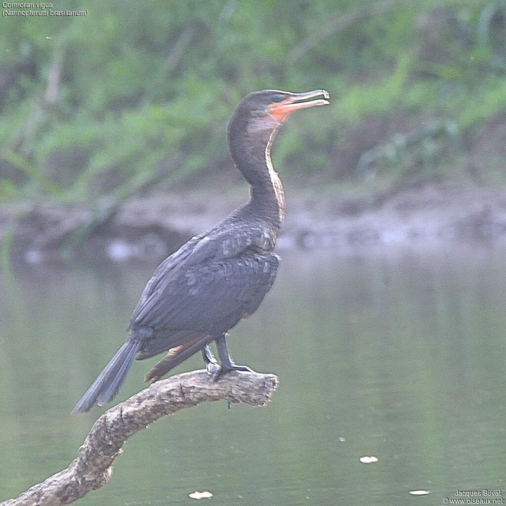 Cormoran vigua, identification, composition, pigmentation