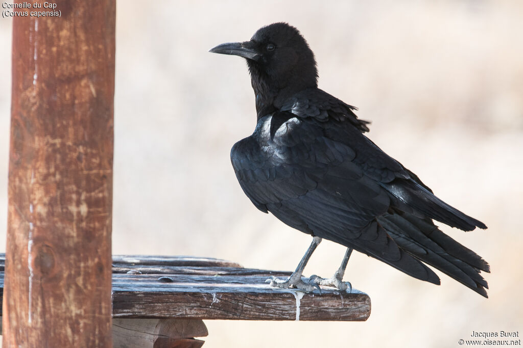 Cape Crowadult