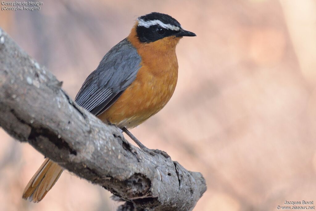 White-browed Robin-Chatadult