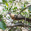 Coua de Coquerel