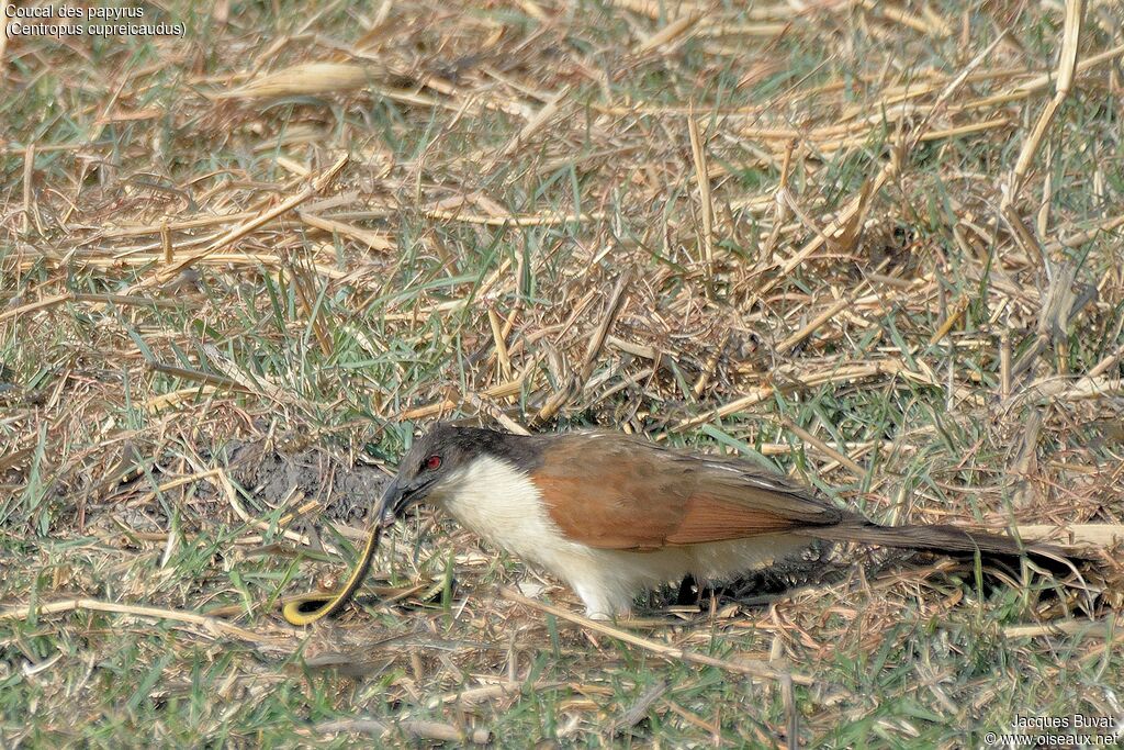Coucal des papyrusadulte