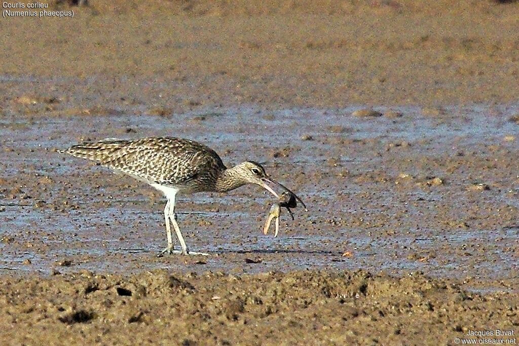 Eurasian Whimbrel, feeding habits