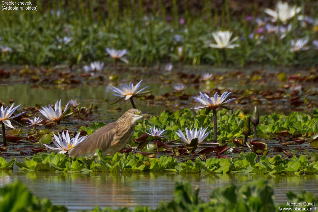 Squacco Heronadult post breeding, identification, habitat, aspect, pigmentation, fishing/hunting