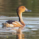 Dendrocygne fauve