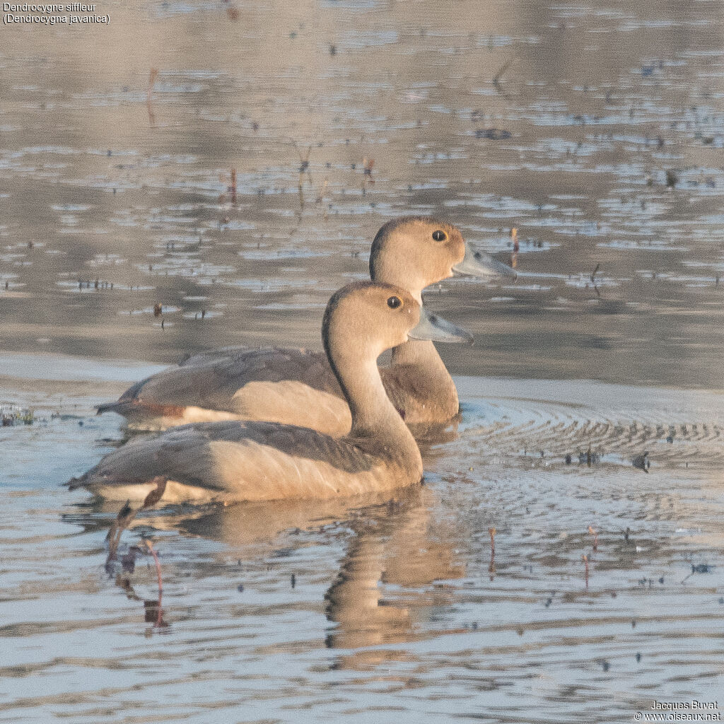 Dendrocygne siffleuradulte, habitat, composition, pigmentation, nage