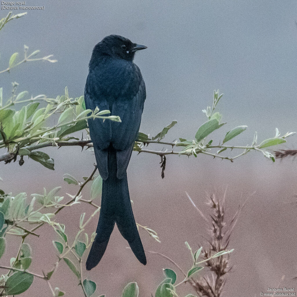 Black Drongoadult, close-up portrait, aspect, pigmentation