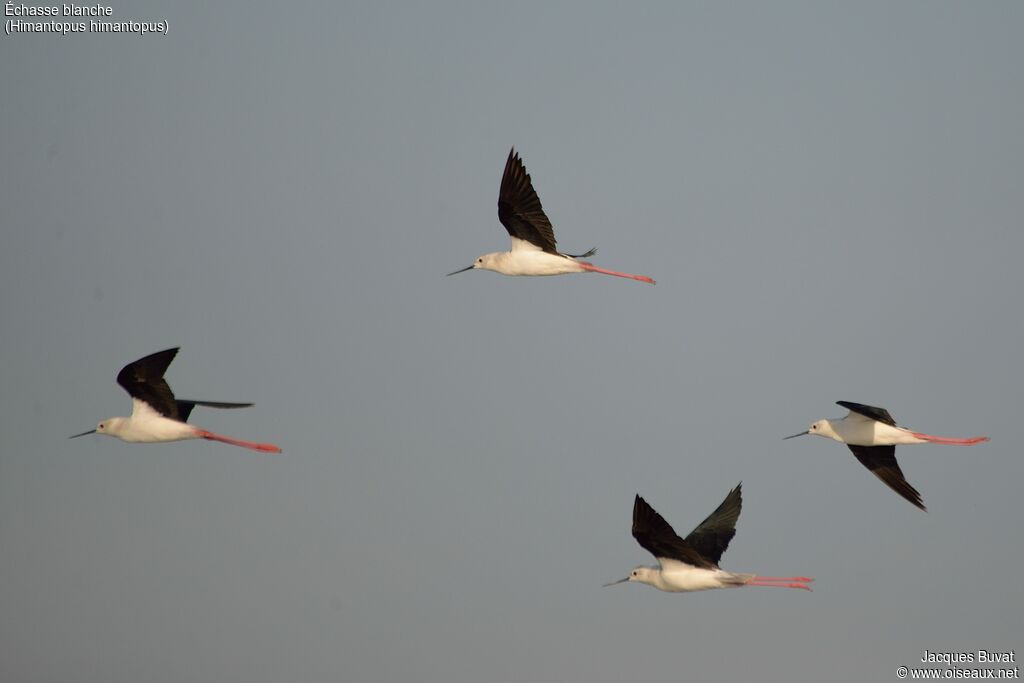 Black-winged Stiltadult