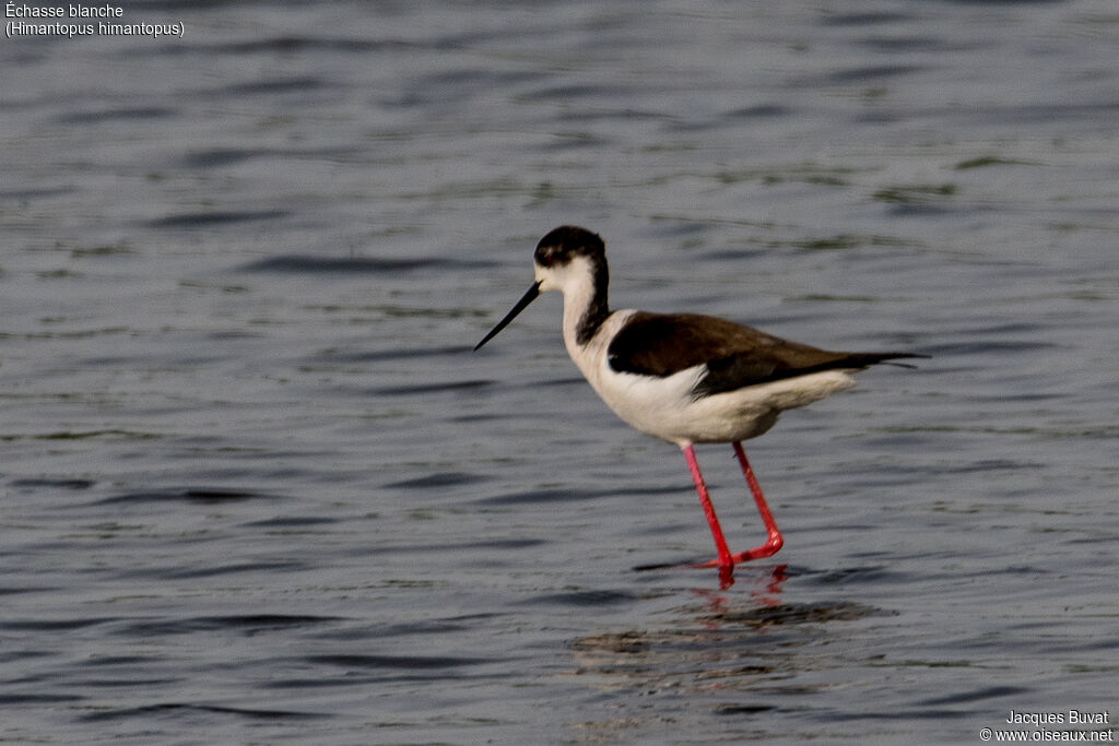 Black-winged Stilt