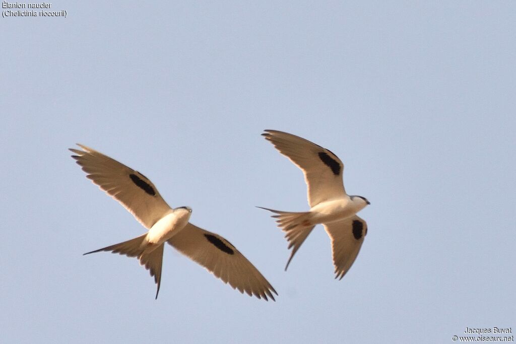 Scissor-tailed Kiteadult breeding