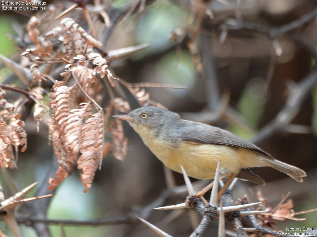 Burnt-necked Eremomelaadult