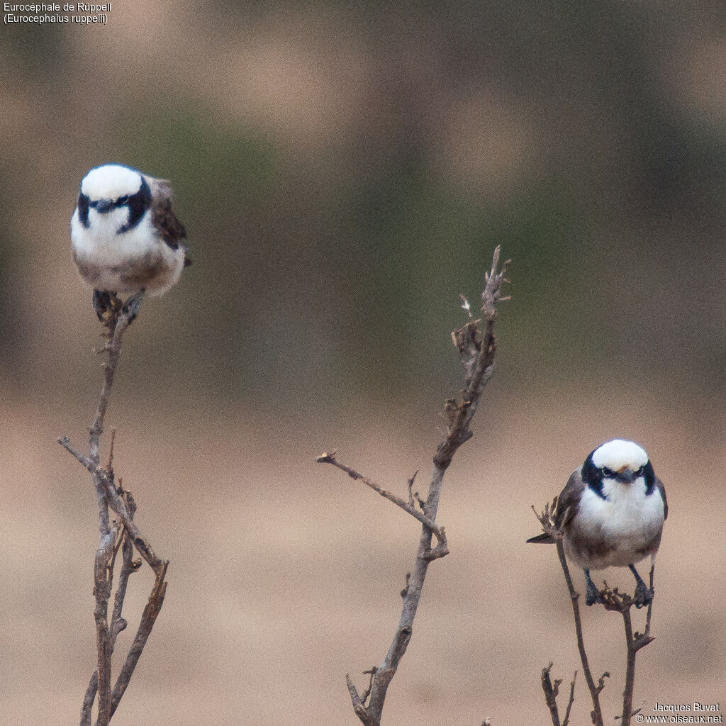 Eurocéphale de Rüppelladulte nuptial, habitat, composition, pigmentation