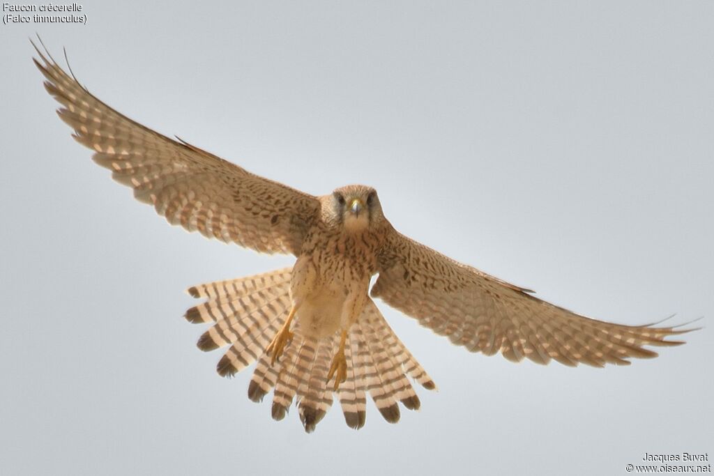 Common Kestreladult