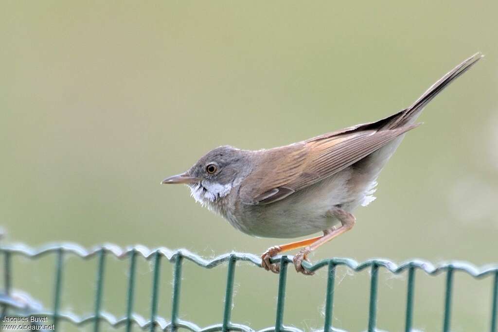 Common Whitethroat male adult