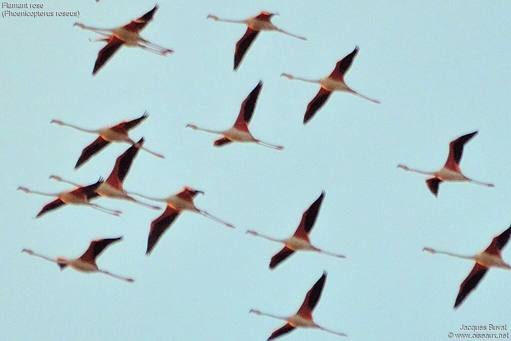 Flamant rose, identification, Vol, Comportement