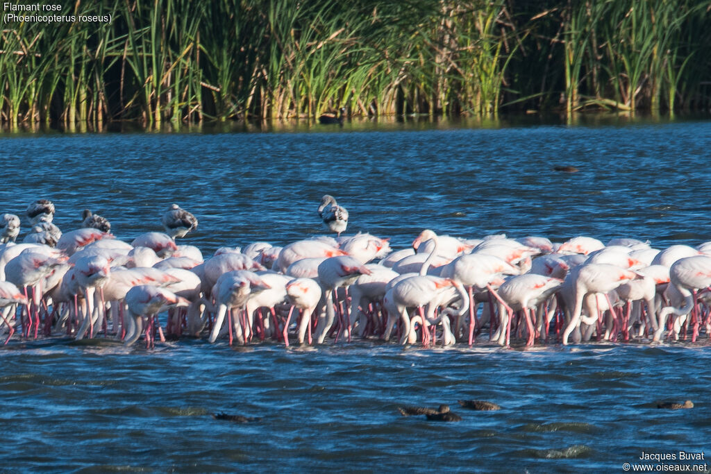 Greater Flamingo, habitat, aspect, pigmentation, walking, fishing/hunting, eats
