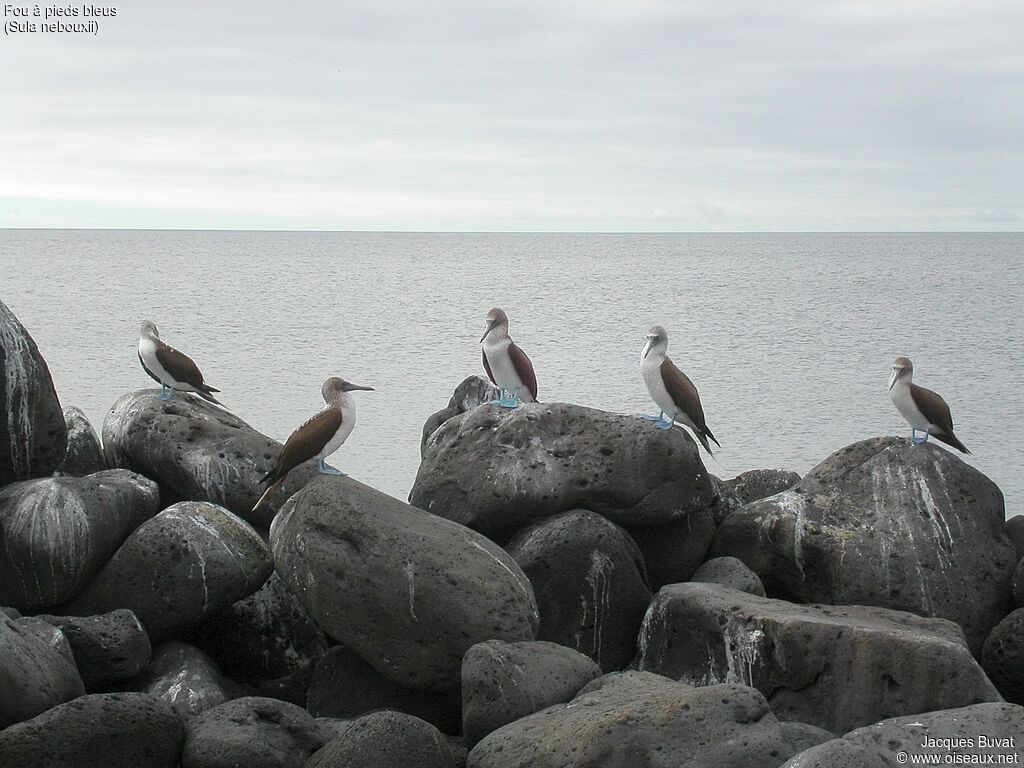 Blue-footed Boobyadult