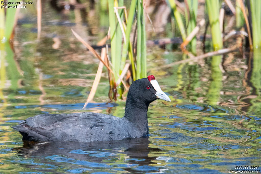 Red-knobbed Cootadult, identification, close-up portrait, habitat, aspect, pigmentation, swimming