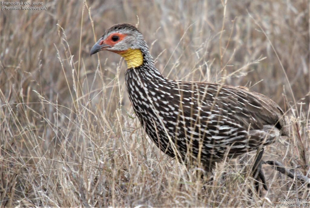 Francolin à cou jauneadulte, habitat, composition, pigmentation, marche