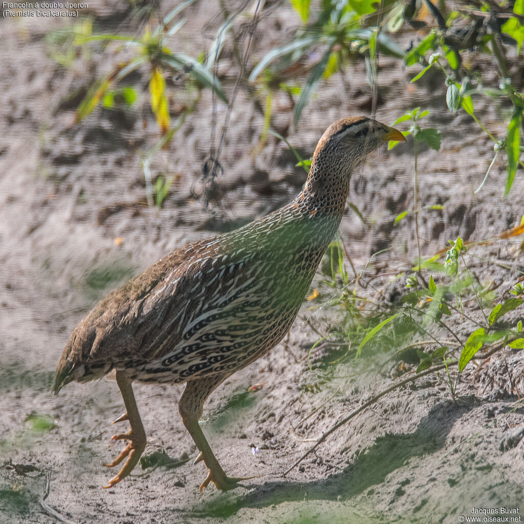 Francolin à double éperon femelle adulte, portrait, composition, pigmentation, marche