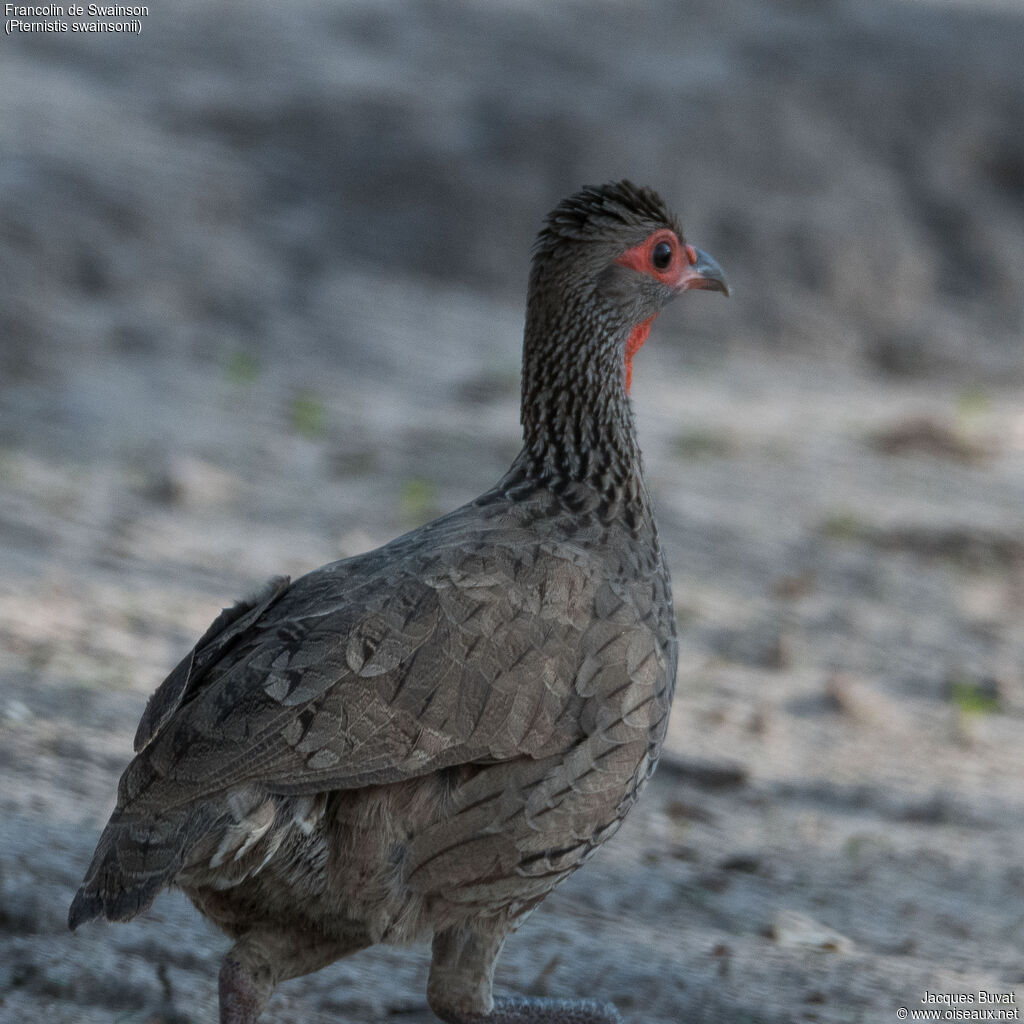 Francolin de Swainsonadulte, portrait, composition, pigmentation