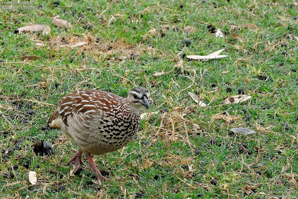 Francolin huppé mâle adulte