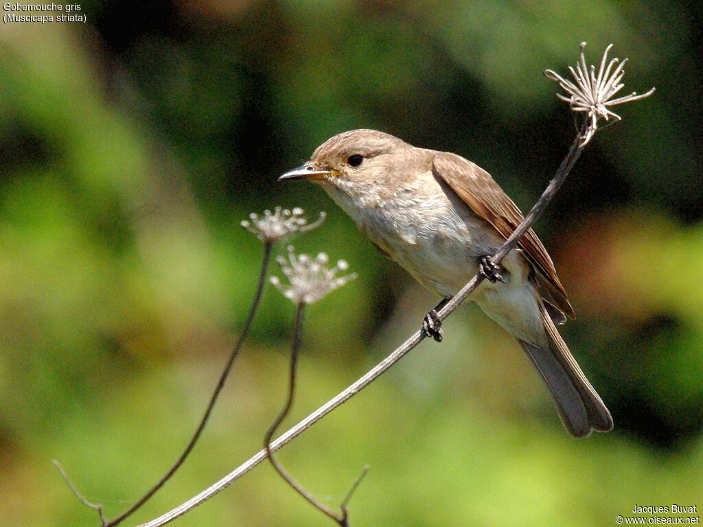 Spotted Flycatcher