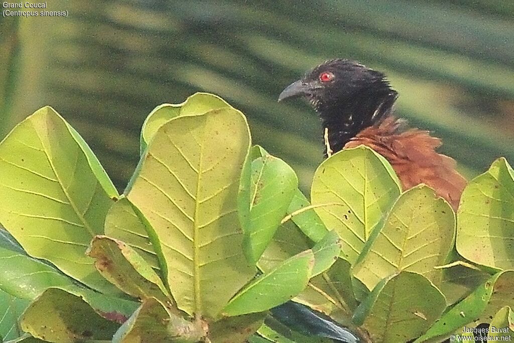 Greater Coucaladult