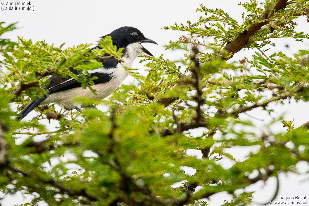 Tropical Boubouadult